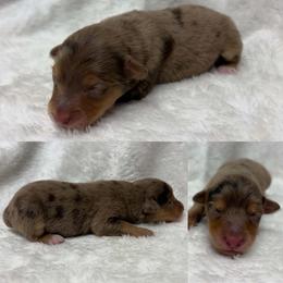 Red Merle male - Red merle male Toy Australian Shepherd puppy in Brooker, Florida from Honey, I Shrunk the Aussies