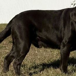 Labrador Retrievers from Abby Mitchell