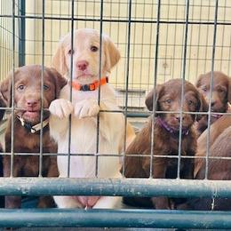 Labradoodle puppies from Green Acres Labradors