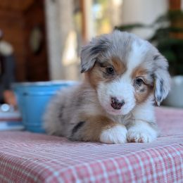 Boy 5 - Australian Shepherd puppy in Corydon, Indiana from Eulenberg Farm Australian Shepherds