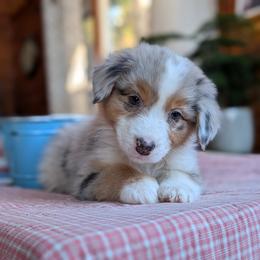 Boy 5 - Australian Shepherd puppy in Corydon, Indiana from Eulenberg Farm Australian Shepherds