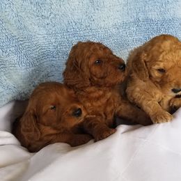 Goldendoodles from Allred's Doodles