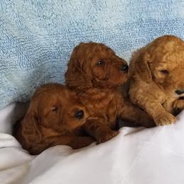 Goldendoodles from Allred's Doodles