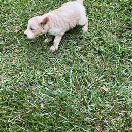 Goldendoodle Puppies from Marion's Doodles