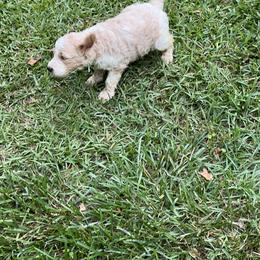 Goldendoodle Puppies from Marion's Doodles