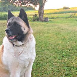 Akita from Prospect Ridge Akitas