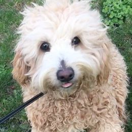 Candy - Goldendoodle