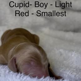 Cupid - Red male Bernedoodle puppy in Greenville, South Carolina from Halo BerneDo