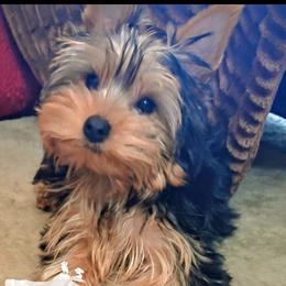 Lola - Blue and gold female Yorkshire Terrier puppy in Potomac, Maryland from Fabiana's Yorkshire Terriers