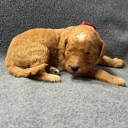 Red - Apricot male Goldendoodle puppy in Rockford, Ohio from 419 Goldendoodles