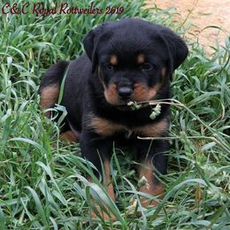 Rottweiler Puppies from C&C Royal Rottweilers