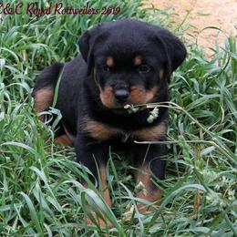 Rottweiler Puppies from C&C Royal Rottweilers
