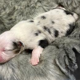 Aurora - Blue merle female Australian Shepherd puppy in Harrison, Arkansas from Von Struve Australian Shepherds