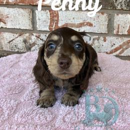 Penny - Dapple female Dachshund puppy in Noble, Oklahoma from Marissa's Dachshunds (BooneDox Mini Dachshunds)