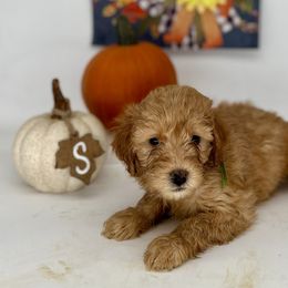 Xenia - Goldendoodle