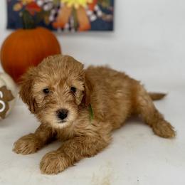 Xenia - Goldendoodle