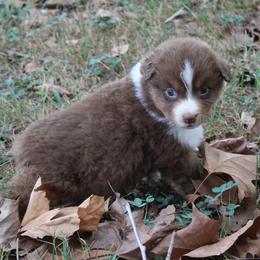 Auburn - Red tri-color female Australian Shepherd puppy in Kansas, Oklahoma from Windy G Farm