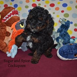 Alan - Cockapoo puppy from Sugar and Spice Cockapoos