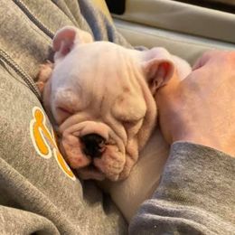 Peppa - Bulldog