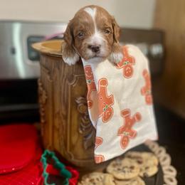 Biscotti - Red female Cavapoo puppy in Mouth Of Wilson, Virginia from HoneyBunn Doodle Co.