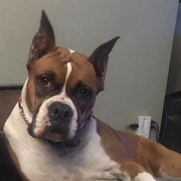 Dam and Sire - Boxer puppy from Plank Trail Boxers plainville