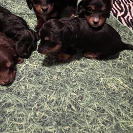 Dachshund Puppies from Crystals Little Doxies