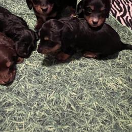 Dachshund Puppies from Crystals Little Doxies