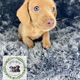 Isabella based Red Female - Red female Dachshund puppy in Tecumseh, Oklahoma from Little Bitty Dachshunds