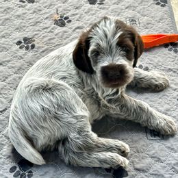 Boy 1 - Brown and gray male Wirehaired Pointing Griffon puppy in Custer, South Dakota from Twenty-Mile Griffons
