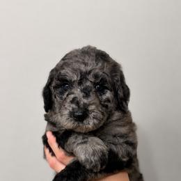 Purple - Merle female Goldendoodle puppy in Ranger, Georgia from Muscadine Meadows Poodles and Doodles