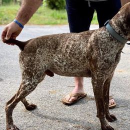 Colt - German Shorthaired Pointer
