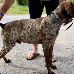 Colt - German Shorthaired Pointer