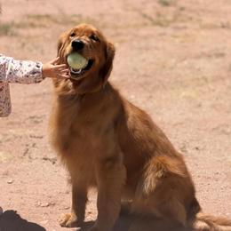 Cherry - Golden Retriever