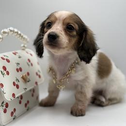 Lilly AKC 3000 - Piebald female Dachshund puppy in Bartlesville, Oklahoma from OkieDokieDox