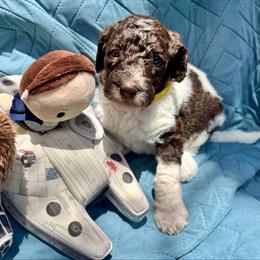 Jedi - Parti female Poodle puppy in San Antonio, Texas from Chocolate Pet Connection