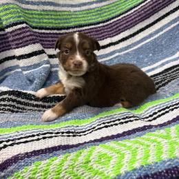 Male 3 - Red tri male Miniature Australian Shepherd puppy in Mount Airy, Georgia from North Georgia Gems