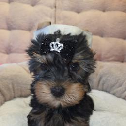 Maltese and Yorkshire Terrier Puppies from TLC Kennels TenderLittleCuties