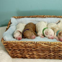 Goldendoodle puppies from Blushing Doodles
