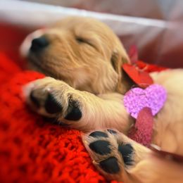 Golden Retriever Puppies from Great Lakes Golden Retreivers