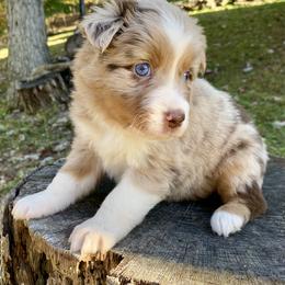 Girl 5 - Red merle female Australian Shepherd puppy in Sadieville, Kentucky from Scooters Aussies