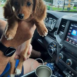 Dachshund Puppies from Decorous Dachshunds