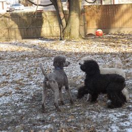 Poodle All Grown Up from Wunderlins Std Poodles