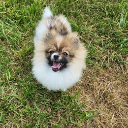 Nemo - Pomeranian puppy in St Louis, Missouri from Miller's Magnificent Poms
