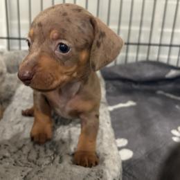 Peanut - Dapple female Dachshund puppy in Callahan, Florida from Little Foot Kennels