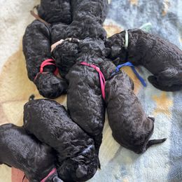 Poodle puppies from The Standards