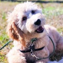 Goldendoodles from Lake Linda’s Doodles