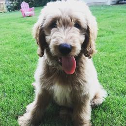 Aussiedoodle and Goldendoodle Puppies from Saddle Hill Farms