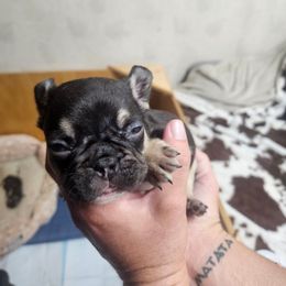 Simon - Tricolors male French Bulldog puppy in Yellowstone County, Montana from JNS Frenchies
