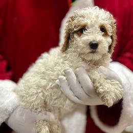 Lincoln - Red Male - Parti male Goldendoodle puppy in Gilbert, Arizona from Azbernedoodlepuppies