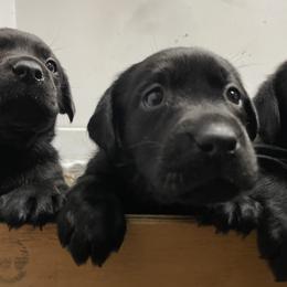 Girl 2 - Black female Labrador Retriever puppy in Arlington, Iowa from Uncle Bucks Labrador Retrievers